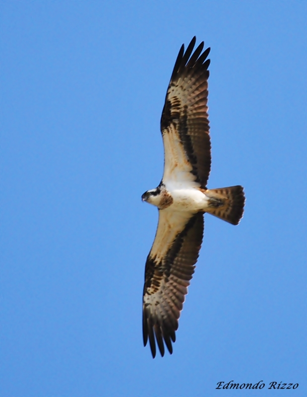 Falco pescatore